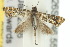  ( - 10ANIC-02755)  @13 [ ] CreativeCommons - Attribution (2010) CBG Photography Group Centre for Biodiversity Genomics