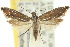  ( - 10ANIC-02767)  @11 [ ] CreativeCommons - Attribution (2010) CBG Photography Group Centre for Biodiversity Genomics