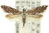  ( - 10ANIC-02768)  @11 [ ] CreativeCommons - Attribution (2010) CBG Photography Group Centre for Biodiversity Genomics