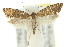  ( - 10ANIC-02780)  @11 [ ] CreativeCommons - Attribution (2010) CBG Photography Group Centre for Biodiversity Genomics