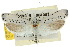  ( - 10ANIC-02906)  @11 [ ] CreativeCommons - Attribution (2010) CBG Photography Group Centre for Biodiversity Genomics
