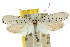  ( - 10ANIC-02907)  @15 [ ] CreativeCommons - Attribution (2010) CBG Photography Group Centre for Biodiversity Genomics