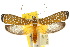  ( - 10ANIC-02920)  @15 [ ] CreativeCommons - Attribution (2010) CBG Photography Group Centre for Biodiversity Genomics