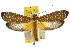  (Atteva albiguttata - 10ANIC-02922)  @15 [ ] CreativeCommons - Attribution (2010) CBG Photography Group Centre for Biodiversity Genomics