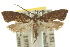 ( - 10ANIC-02959)  @11 [ ] CreativeCommons - Attribution (2010) CBG Photography Group Centre for Biodiversity Genomics