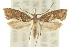  ( - 10ANIC-02960)  @11 [ ] CreativeCommons - Attribution (2010) CBG Photography Group Centre for Biodiversity Genomics