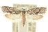  (Diathryptica - 10ANIC-02961)  @15 [ ] CreativeCommons - Attribution (2010) CBG Photography Group Centre for Biodiversity Genomics