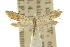  ( - 10ANIC-02965)  @11 [ ] CreativeCommons - Attribution (2010) CBG Photography Group Centre for Biodiversity Genomics