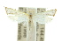  ( - 10ANIC-02967)  @11 [ ] CreativeCommons - Attribution (2010) CBG Photography Group Centre for Biodiversity Genomics