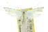  ( - 10ANIC-02968)  @12 [ ] CreativeCommons - Attribution (2010) CBG Photography Group Centre for Biodiversity Genomics