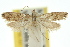  ( - 10ANIC-02969)  @11 [ ] CreativeCommons - Attribution (2010) CBG Photography Group Centre for Biodiversity Genomics