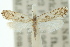  (Phalangitis crymorrhoa - 10ANIC-02987)  @11 [ ] CreativeCommons - Attribution (2010) CBG Photography Group Centre for Biodiversity Genomics