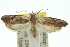  (Phalangitis sp. ANIC1 - 10ANIC-02989)  @11 [ ] CreativeCommons - Attribution (2010) CBG Photography Group Centre for Biodiversity Genomics