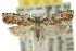  (Orthenches pleurosticta - 10ANIC-02991)  @11 [ ] CreativeCommons - Attribution (2010) CBG Photography Group Centre for Biodiversity Genomics