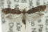  (Orthenches - 10ANIC-02994)  @14 [ ] CreativeCommons - Attribution (2010) CBG Photography Group Centre for Biodiversity Genomics