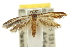  ( - 10ANIC-03013)  @13 [ ] CreativeCommons - Attribution (2010) CBG Photography Group Centre for Biodiversity Genomics