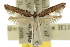 ( - 10ANIC-03034)  @11 [ ] CreativeCommons - Attribution (2010) CBG Photography Group Centre for Biodiversity Genomics
