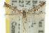  (Epermenia exilis - 10ANIC-03043)  @11 [ ] CreativeCommons - Attribution (2010) CBG Photography Group Centre for Biodiversity Genomics
