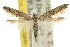  ( - 10ANIC-03046)  @11 [ ] CreativeCommons - Attribution (2010) CBG Photography Group Centre for Biodiversity Genomics