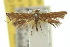  ( - 10ANIC-03054)  @11 [ ] CreativeCommons - Attribution (2010) CBG Photography Group Centre for Biodiversity Genomics
