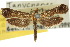  ( - 10ANIC-03094)  @11 [ ] CreativeCommons - Attribution (2010) CBG Photography Group Centre for Biodiversity Genomics