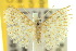  ( - 10ANIC-03116)  @11 [ ] CreativeCommons - Attribution (2010) CBG Photography Group Centre for Biodiversity Genomics