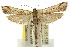  ( - 10ANIC-03123)  @11 [ ] CreativeCommons - Attribution (2010) CBG Photography Group Centre for Biodiversity Genomics