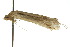  ( - 10ANIC-03124)  @12 [ ] CreativeCommons - Attribution (2010) CBG Photography Group Centre for Biodiversity Genomics