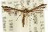  ( - 10ANIC-03168)  @11 [ ] CreativeCommons - Attribution (2010) CBG Photography Group Centre for Biodiversity Genomics