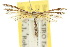  ( - 10ANIC-03181)  @11 [ ] CreativeCommons - Attribution (2010) CBG Photography Group Centre for Biodiversity Genomics
