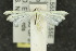  ( - 10ANIC-03205)  @13 [ ] CreativeCommons - Attribution (2010) CBG Photography Group Centre for Biodiversity Genomics