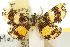  (Metaprotus magnifica - 10ANIC-03224)  @11 [ ] CreativeCommons - Attribution (2010) CBG Photography Group Centre for Biodiversity Genomics