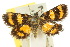  ( - 10ANIC-03225)  @11 [ ] CreativeCommons - Attribution (2010) CBG Photography Group Centre for Biodiversity Genomics