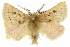  ( - 10ANIC-03236)  @15 [ ] CreativeCommons - Attribution (2010) CBG Photography Group Centre for Biodiversity Genomics