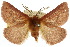  ( - 10ANIC-03237)  @15 [ ] CreativeCommons - Attribution (2010) CBG Photography Group Centre for Biodiversity Genomics