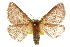  ( - 10ANIC-03239)  @11 [ ] CreativeCommons - Attribution (2010) CBG Photography Group Centre for Biodiversity Genomics