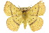  ( - 10ANIC-03250)  @15 [ ] CreativeCommons - Attribution (2010) CBG Photography Group Centre for Biodiversity Genomics