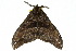  ( - 10ANIC-03251)  @13 [ ] CreativeCommons - Attribution (2010) CBG Photography Group Centre for Biodiversity Genomics