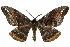  ( - 10ANIC-03252)  @14 [ ] CreativeCommons - Attribution (2010) CBG Photography Group Centre for Biodiversity Genomics