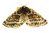  ( - 10ANIC-03269)  @13 [ ] CreativeCommons - Attribution (2010) CBG Photography Group Centre for Biodiversity Genomics