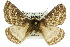  ( - 10ANIC-03272)  @15 [ ] CreativeCommons - Attribution (2010) CBG Photography Group Centre for Biodiversity Genomics
