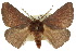  ( - 10ANIC-03278)  @15 [ ] CreativeCommons - Attribution (2010) CBG Photography Group Centre for Biodiversity Genomics