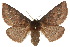  ( - 10ANIC-03279)  @14 [ ] CreativeCommons - Attribution (2010) CBG Photography Group Centre for Biodiversity Genomics