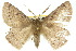  ( - 10ANIC-03280)  @14 [ ] CreativeCommons - Attribution (2010) CBG Photography Group Centre for Biodiversity Genomics
