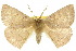  ( - 10ANIC-03283)  @11 [ ] CreativeCommons - Attribution (2010) CBG Photography Group Centre for Biodiversity Genomics