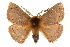  (Anthela protocentra - 10ANIC-03285)  @15 [ ] CreativeCommons - Attribution (2010) CBG Photography Group Centre for Biodiversity Genomics