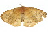  ( - 10ANIC-03288)  @14 [ ] CreativeCommons - Attribution (2010) CBG Photography Group Centre for Biodiversity Genomics