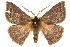  ( - 10ANIC-03291)  @15 [ ] CreativeCommons - Attribution (2010) CBG Photography Group Centre for Biodiversity Genomics