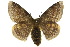  (Anthela postica - 10ANIC-03296)  @15 [ ] CreativeCommons - Attribution (2010) CBG Photography Group Centre for Biodiversity Genomics