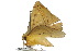  ( - 10ANIC-03303)  @13 [ ] CreativeCommons - Attribution (2010) CBG Photography Group Centre for Biodiversity Genomics
